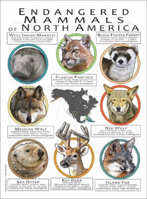 Endangered Mammals of North America poster print
