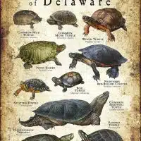 Freshwater Turtles of Delaware poster print
