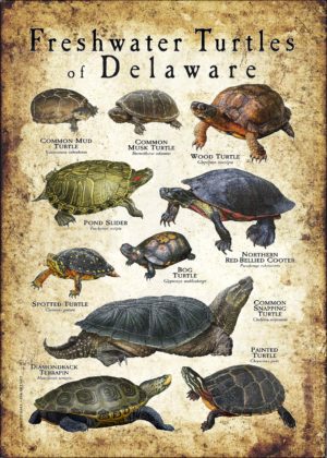 Freshwater Turtles of Delaware poster print