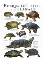 Freshwater Turtles of Delaware poster print
