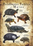 Freshwater Turtles of Maine poster print