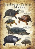 Freshwater Turtles of Maine poster print