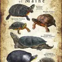 Freshwater Turtles of Maine poster print