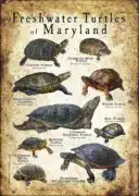 Freshwater Turtles of Maryland poster print