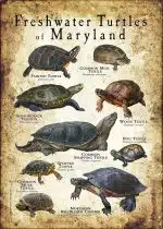 Freshwater Turtles of Maryland poster print