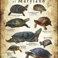 Freshwater Turtles of Maryland poster print