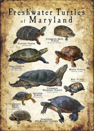 Freshwater Turtles of Maryland poster print