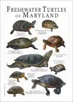 Freshwater Turtles of Maryland poster print