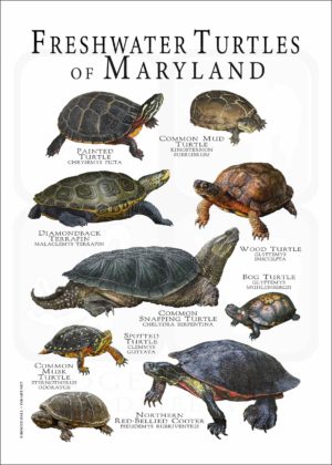 Freshwater Turtles of Maryland poster print