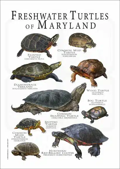 Freshwater Turtles of Maryland poster print