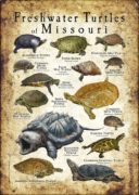 Freshwater Turtles of Missouri poster print