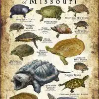 Freshwater Turtles of Missouri poster print