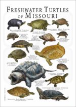 Freshwater Turtles of Missouri poster print