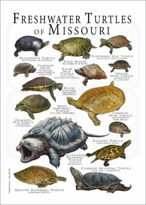 Freshwater Turtles of Missouri poster print