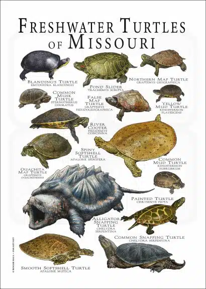 Freshwater Turtles of Missouri poster print