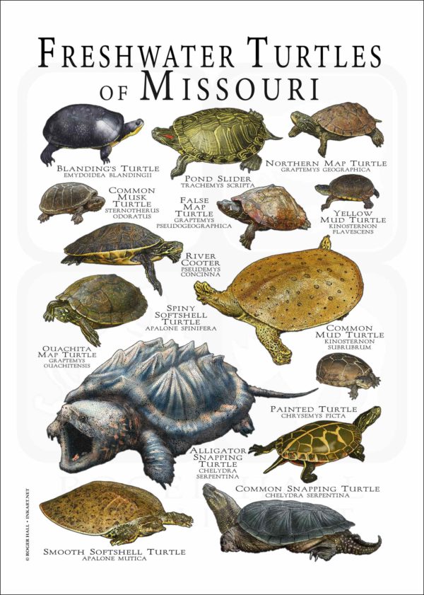 Freshwater Turtles of Missouri poster print
