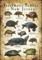 Freshwater Turtles of New Jersey poster print