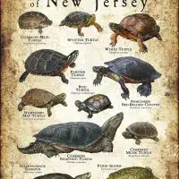 Freshwater Turtles of New Jersey poster print