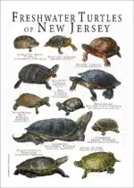 Freshwater Turtles of New Jersey poster print
