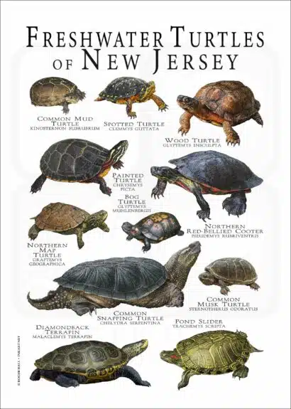 Freshwater Turtles of New Jersey poster print