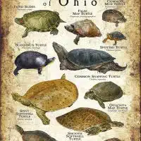 Freshwater Turtles of Ohio poster print