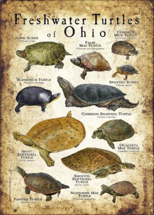 Freshwater Turtles of Ohio poster print