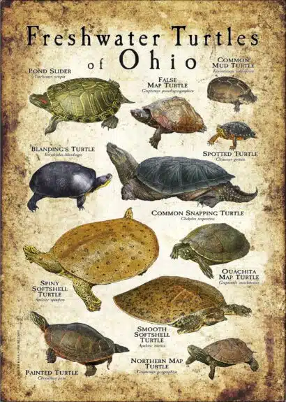 Ohio Rizz Turttle Freshwater Turtles of Ohio Poster Print