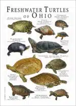 Freshwater Turtles of Ohio poster print