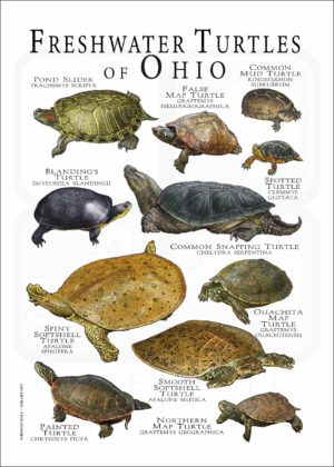 Freshwater Turtles of Ohio poster print