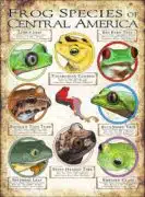 Frog Species of Central America poster print