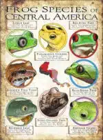 Frog Species of Central America poster print
