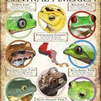 Frog Species of Central America poster print