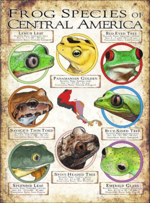 Frog Species of Central America poster print