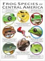 Frog Species of Central America poster print
