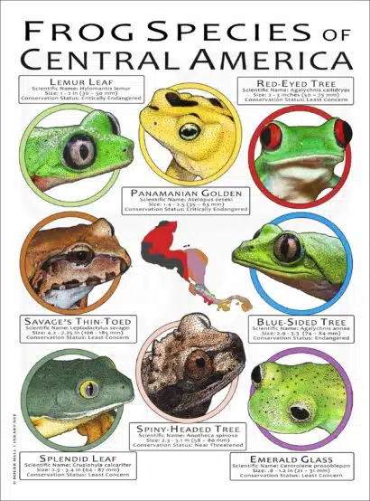 Frog Species of Central America poster print