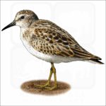 Least Sandpiper illustration