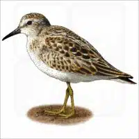 Least Sandpiper illustration