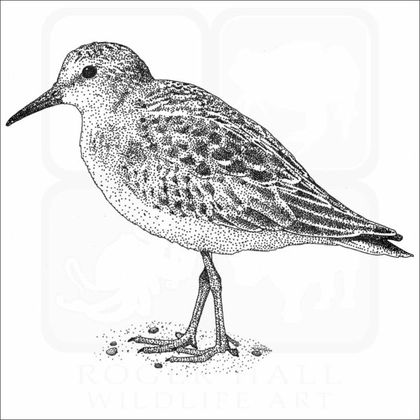 Least Sandpiper