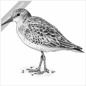 Least Sandpiper