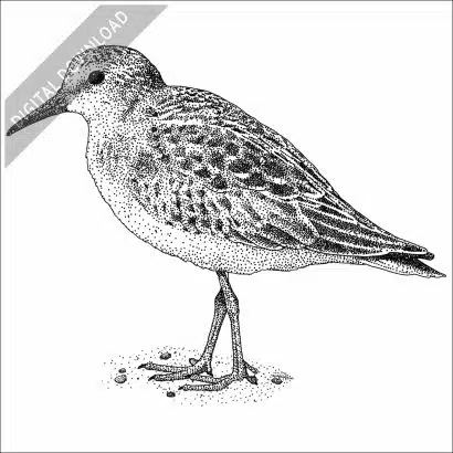 Least Sandpiper