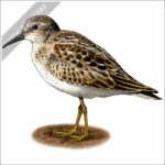 Least Sandpiper stock image