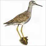 Lesser Yellowlegs illustration