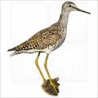 Lesser Yellowlegs illustration