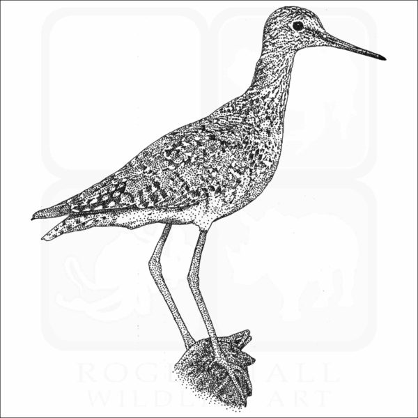 Lesser Yellowlegs illustration