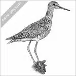 Lesser Yellowlegs