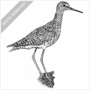 Lesser Yellowlegs