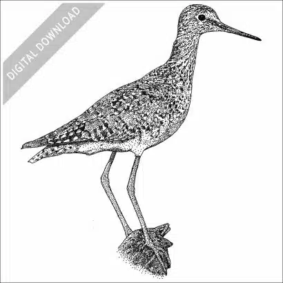 Lesser Yellowlegs