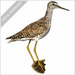 Lesser Yellowlegs stock image