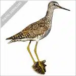 Lesser Yellowlegs stock image