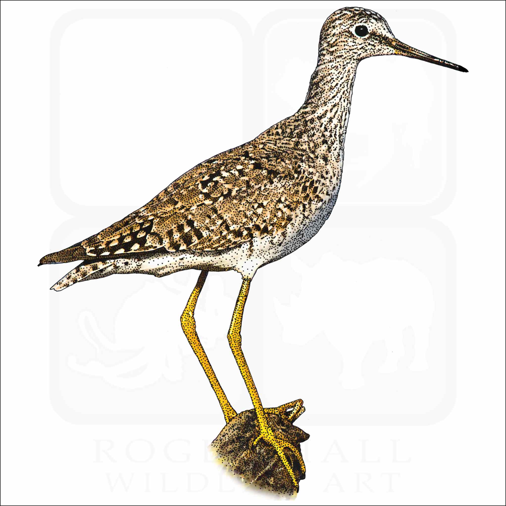 Lesser Yellowlegs Lesser Yellowlegs illustration